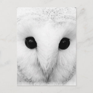Snowy Owl Briefkaart