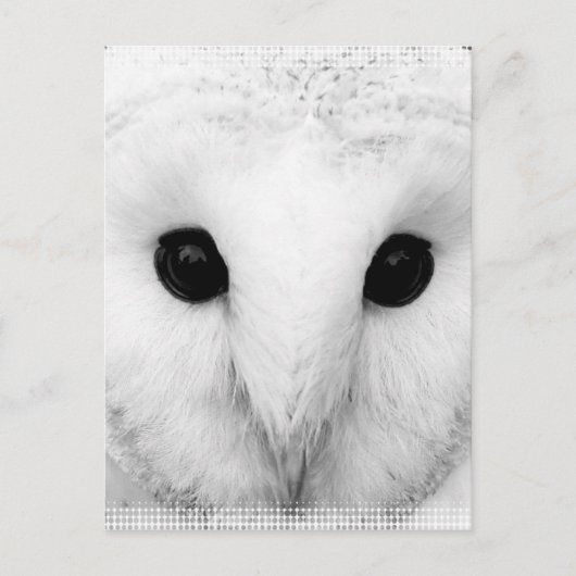 Snowy Owl Briefkaart (Voorkant)