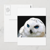 Snowy Owl Briefkaart (Voorkant / Achterkant)