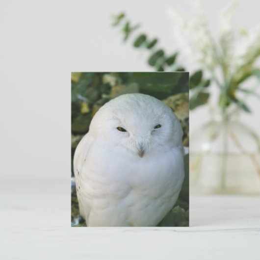 Snowy Owl Briefkaart (Staand voorkant)