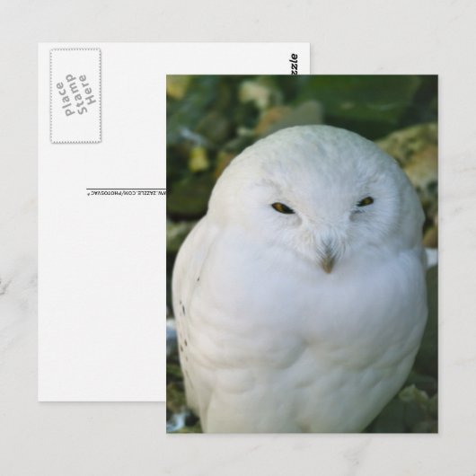 Snowy Owl Briefkaart (Voorkant / Achterkant)