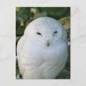 Snowy Owl Briefkaart (Voorkant)