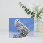 Snowy Owl (Bubo scandiacus) Briefkaart (Staand voorkant)