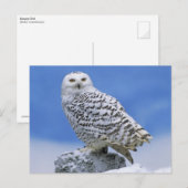 Snowy Owl (Bubo scandiacus) Briefkaart (Voorkant / Achterkant)