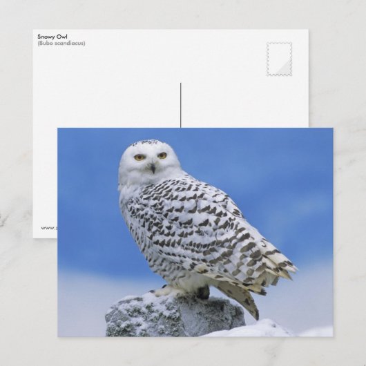 Snowy Owl (Bubo scandiacus) Briefkaart (Voorkant / Achterkant)