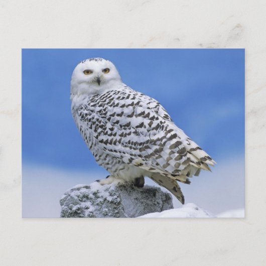 Snowy Owl (Bubo scandiacus) Briefkaart (Voorkant)