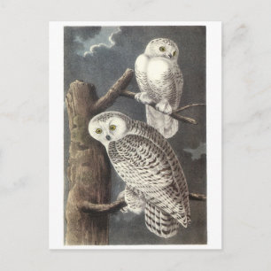 Snowy Owl by Audubon Briefkaart
