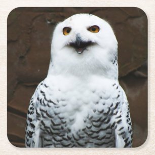 Snowy Owl coastercn Kartonnen Onderzetters
