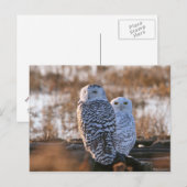 Snowy Owl Couple Briefkaart (Voorkant / Achterkant)