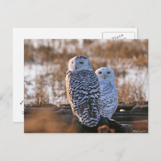 Snowy Owl Couple Briefkaart (Voorkant / Achterkant)