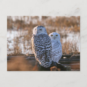 Snowy Owl Couple Briefkaart