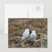Snowy Owl Couple Briefkaart (Voorkant / Achterkant)