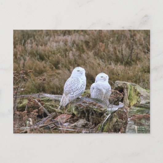 Snowy Owl Couple Briefkaart (Voorkant)