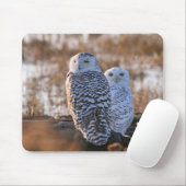 Snowy Owl Couple Muismat (Met muis)