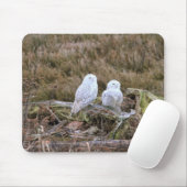 Snowy Owl Couple Muismat (Met muis)