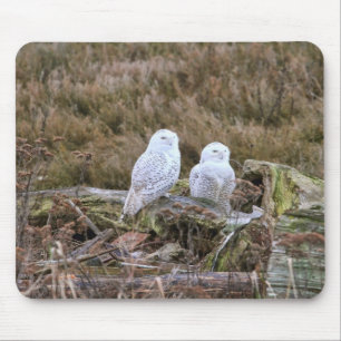 Snowy Owl Couple Muismat