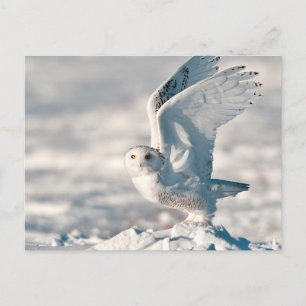 Snowy Owl die uit sneeuw gaat Briefkaart