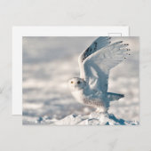 Snowy Owl die uit sneeuw gaat Briefkaart (Voorkant / Achterkant)