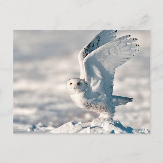 Snowy Owl die uit sneeuw gaat Briefkaart (Voorkant)