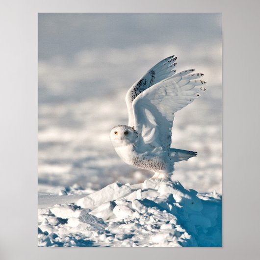 Snowy Owl die uit sneeuw gaat Poster (Voorkant)
