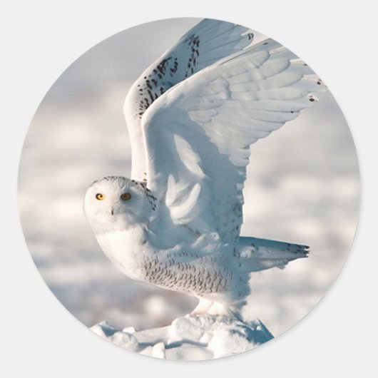Snowy Owl die uit sneeuw gaat Ronde Sticker (Voorkant)