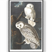 Snowy Owl door John James Audubon Sticker (Voorkant)