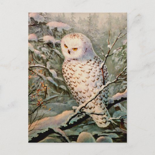 SNOWY OWL door SHARON SHARPE Briefkaart (Voorkant)