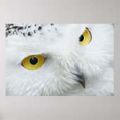 SNOWY OWL EYES POSTER (Voorkant)