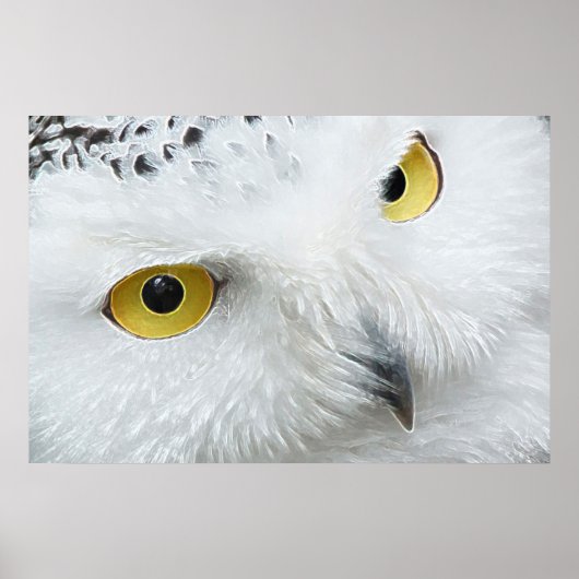 SNOWY OWL EYES POSTER (Voorkant)