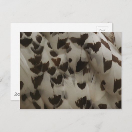 Snowy Owl Feathers Briefkaart (Voorkant / Achterkant)