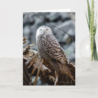 Snowy Owl Feestdagen Kaart