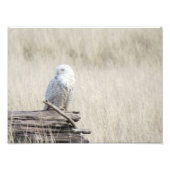 Snowy Owl Foto Afdruk (Voorkant)