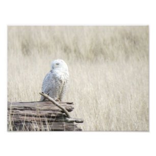 Snowy Owl Foto Afdruk