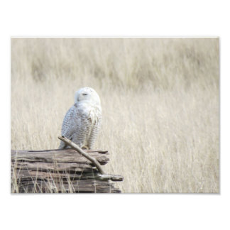 Snowy Owl Foto Afdruk