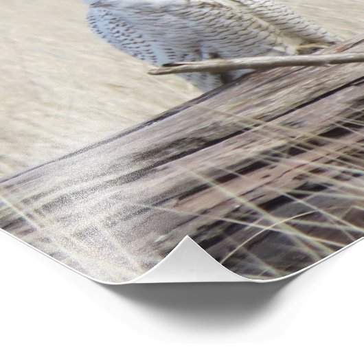 Snowy Owl Foto Afdruk (Hoek)