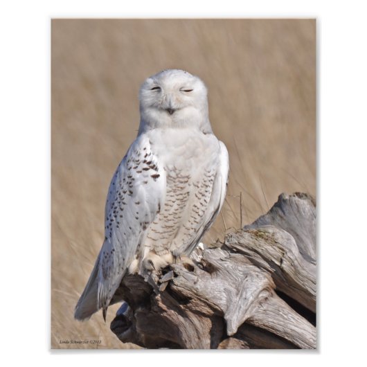 Snowy Owl. Foto Afdruk (Voorkant)