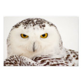 Snowy Owl Foto afdrukken (Voorkant)