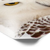 Snowy Owl Foto afdrukken (Hoek)