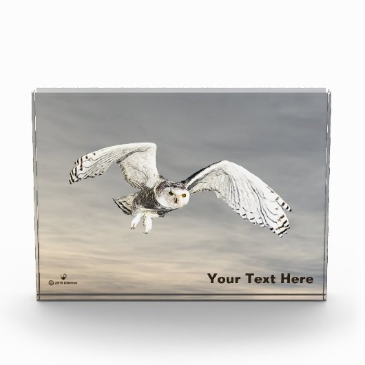 Snowy Owl Fotoblokken (Voorkant)