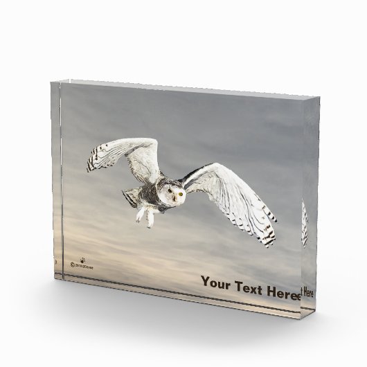 Snowy Owl Fotoblokken (Rechts)