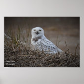 Snowy Owl glimlachen Poster (Voorkant)