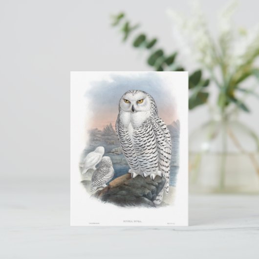 Snowy Owl Gould Briefkaart (Staand voorkant)