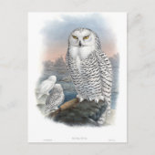  Snowy Owl Gould Briefkaart (Voorkant)