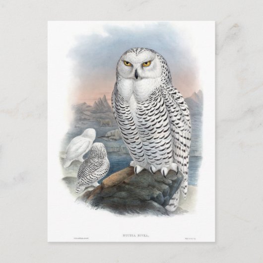  Snowy Owl Gould Briefkaart (Voorkant)