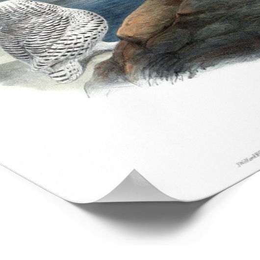  Snowy Owl Gould Poster (Hoek)