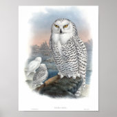 Snowy Owl Gould Poster (Voorkant)