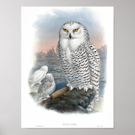  Snowy Owl Gould Poster