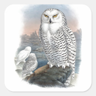  Snowy Owl Gould Vierkante Sticker