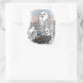  Snowy Owl Gould Vierkante Sticker (Tas)