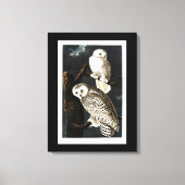 Snowy Owl illustratie door Audubon Canvas Afdruk (Voorkant)